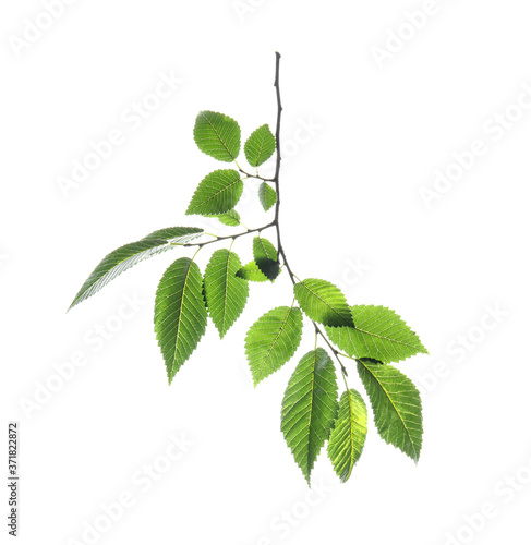 Fotografie Branch of elm tree with young fresh green leaves isolated on white