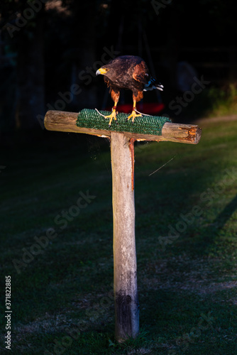 Harris Hawk on Perch