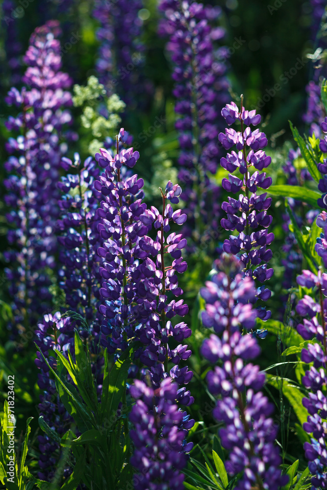 Fototapeta premium Lupinus field with pink purple, blue and violet flowers. Lupinus meadow.