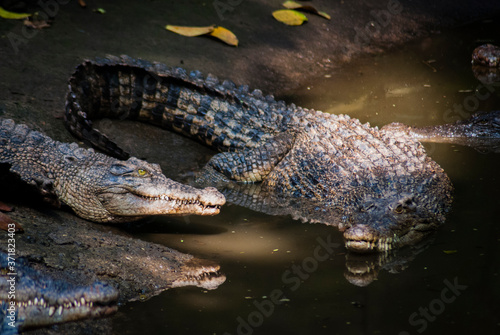 The saltwater crocodile (Crocodylus porosus) is a crocodilian native to saltwater habitats and brackish wetlands, one of the biggest and the largest crocodile. photo