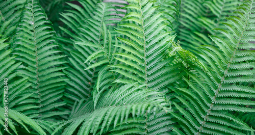 Fern leaves. Solid Background of green fern. Texture of tropical plants. Nature concept. Fern leaf in Forest. Summer poster.