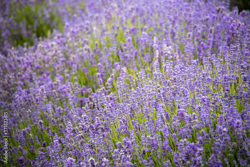 field of lavender flowers in England