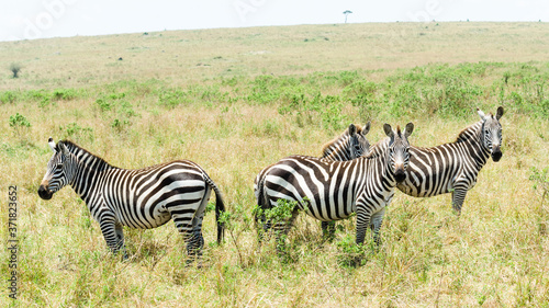 Zebras in Masai Mara  Kenya