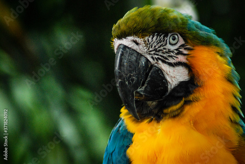 Blue and gold scarlet macaw in close-up
