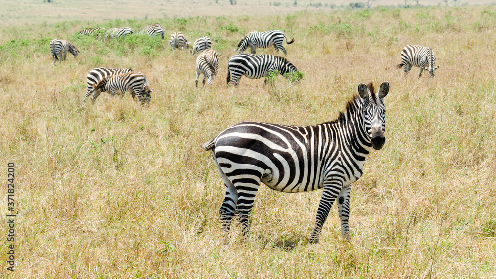 Obraz premium Zebras in Masai Mara, Kenya
