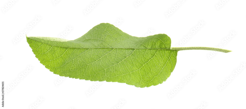 Fototapeta premium Green leaf of apple tree isolated on white