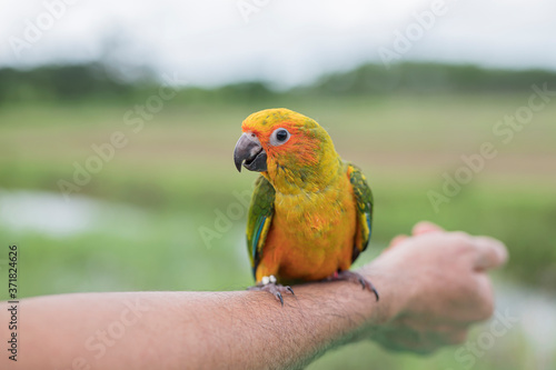  suncorno parrot on the arm outside the cage