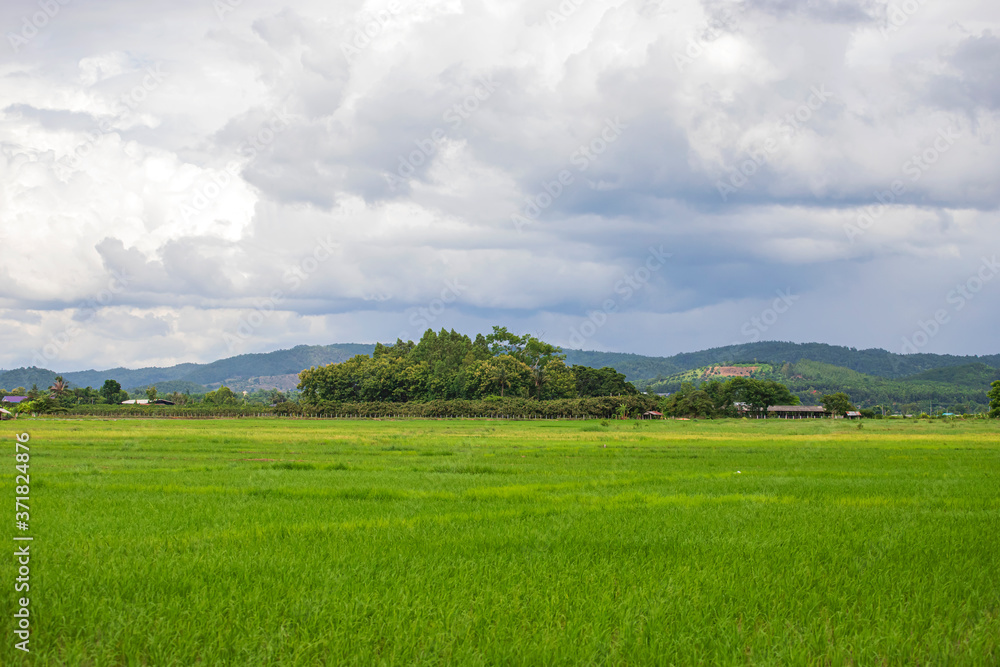 Rice fields, Chiang Mai, Thailand