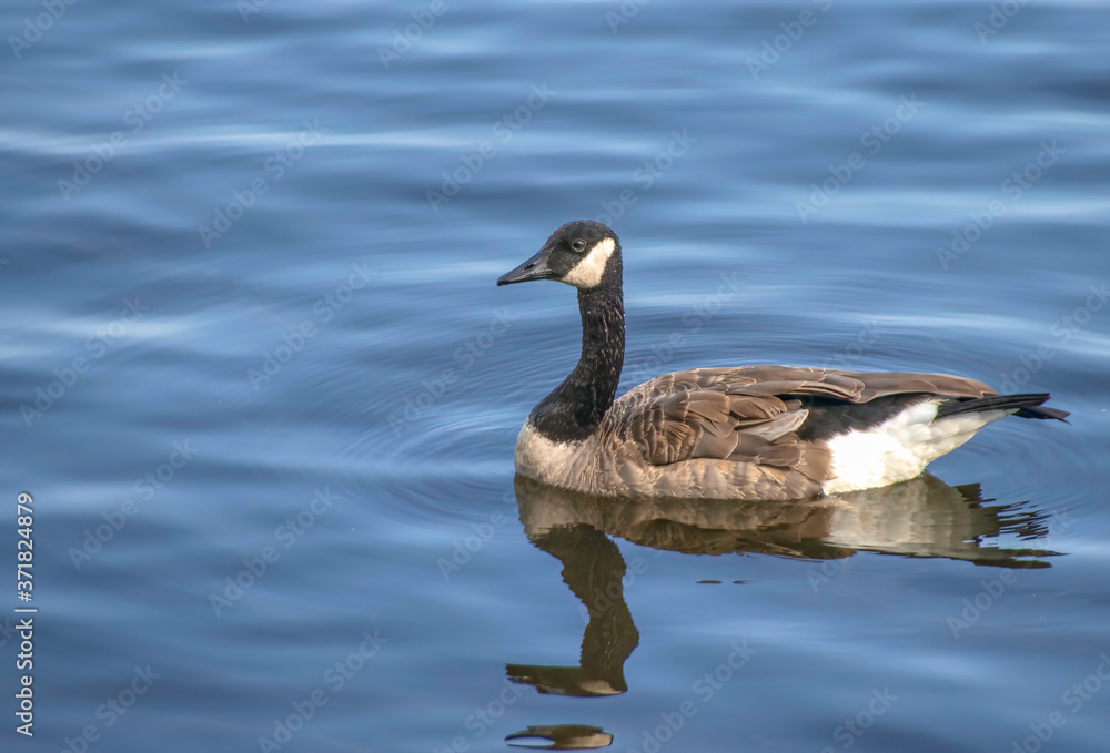 Canada goose profile swimming reflected in calm waters ripples nobody closeup