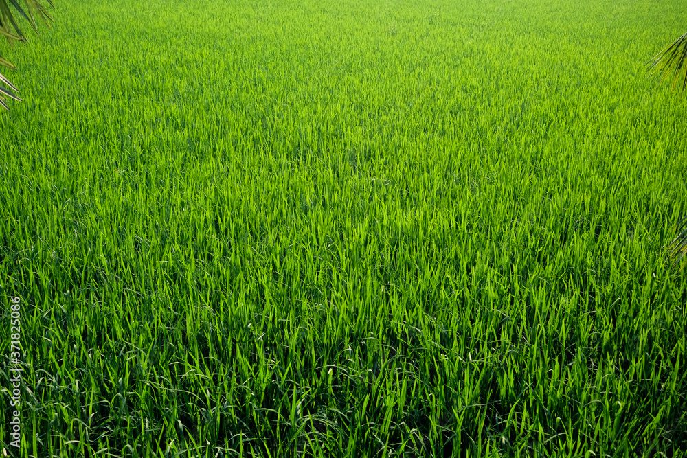 green rice field