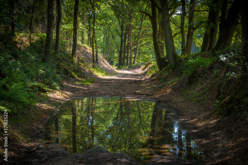 A puddle in the middle of a hollow of sunken road, reflecting the trees of the avenue, at estate Heuven, Veluwe, the Netherlands.