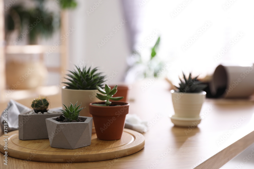 Beautiful potted plants on wooden table at home, space for text. Engaging hobby