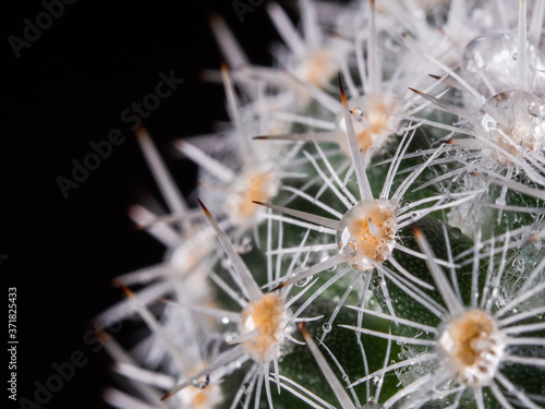 Extreme close up of mammillaria cactus thorns with water drops