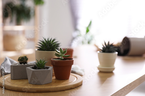 Beautiful potted plants on wooden table at home  space for text. Engaging hobby