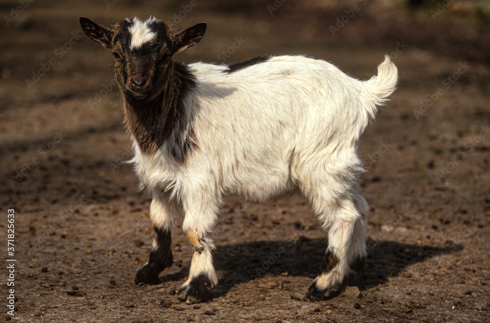 Obraz premium Chèvre, chevreau, race Somalie aegagrus hircus