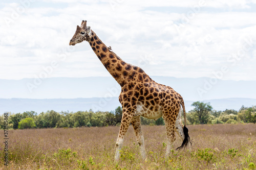 Masai giraffe  Giraffa Camelopardalis Tippelskirchii  walking in Maasai Mara National Reserve  Kenya