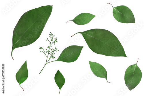 green eucalyptus leaves of different sizes and shapes on a white background