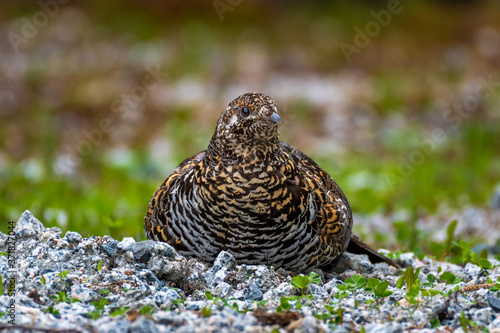 Fotografie, Obraz Female spruce grouse (Falcipennis canadensis) taking a sand bath in gravel