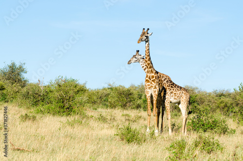Two Masai giraffes (Giraffa Camelopardalis Tippelskirchii) in Maasai Mara National Reserve, Kenya