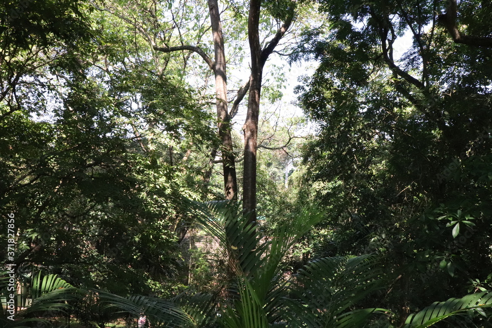 Fototapeta premium trees in the woods