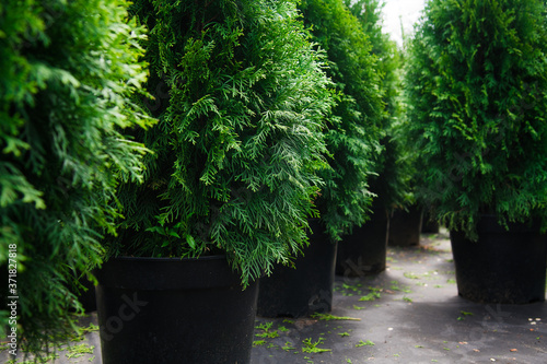 фотографія Saplings coniferous trees in pots in plant nursery