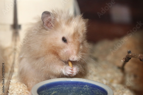 Hamster isst Mehlwurm