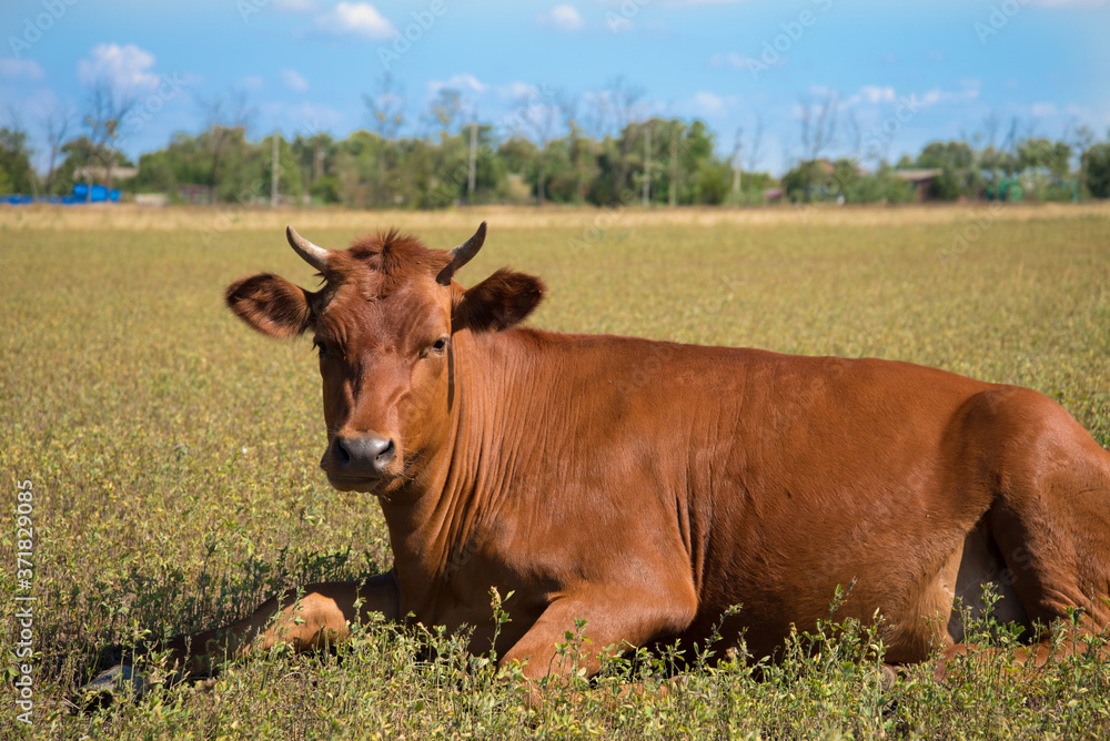 Close-up of a cow lying in a pasture. A red-colored cow looks directly at the camera. Rest.