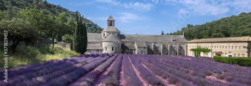 Large panoramic view of lavender field at ancient monastery Abbey of Senanque. Vaucluse, Provence region. France photo