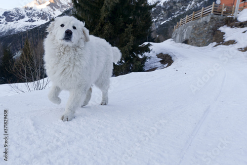 a big Maremma dog in the snow