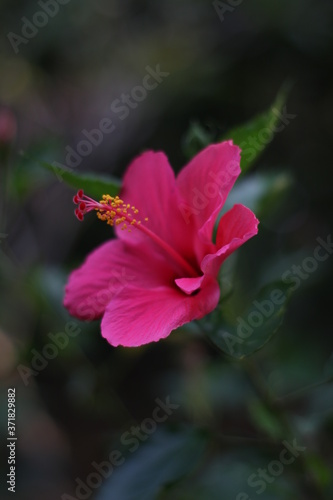 pink flower in the garden