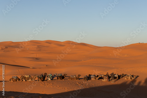 Camels sitting down resting in the Sahara desert at sunset with golden sand 