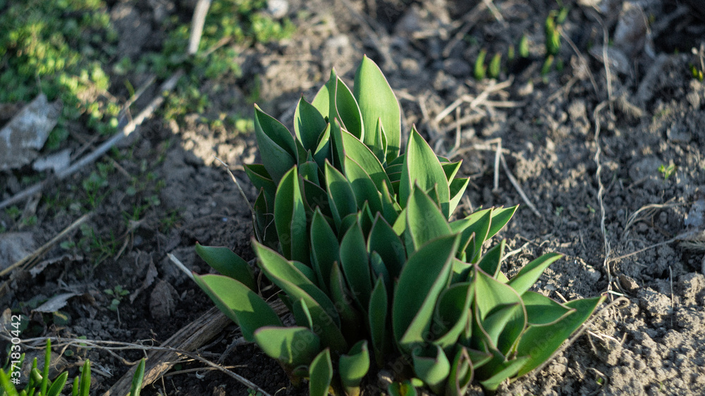 spring tulip leaves in green grass in the garden spring tulip leaves in green grass in the garden