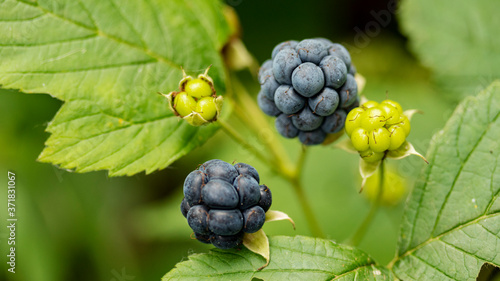 ripe blue BlackBerry berry on a Bush, macro photography photo