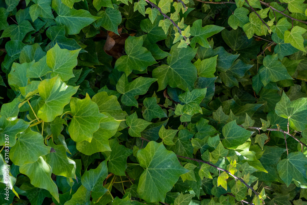 Climbing creeper plants nature in the spring garden. Wild leafs texture background Climbing creeper plants nature in the spring garden. Wild leafs texture background