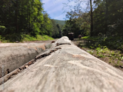Closeup of a Tree in the Forest