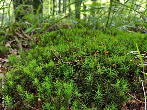 Closeup of Moss in the Forest