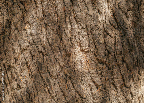 tree bark texture