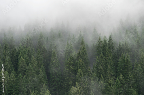 Misty forest 