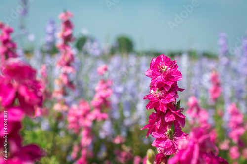 Closeup of delphiniums flowers  in field at Wick, Pershore, Worcestershire, UK photo