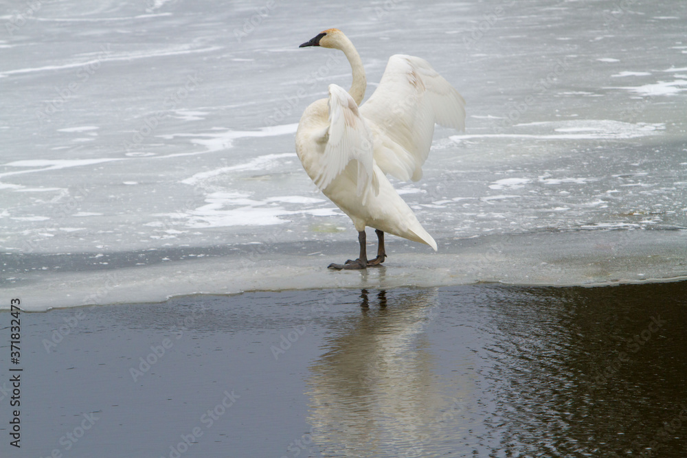 Fototapeta premium A trumpeter swan with wings spread stqnding on ice in a river near Sunriver, Oregon