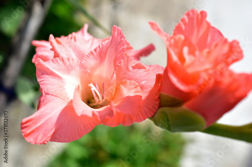 Purple and pink Lily flowers on a Bush in the garden
