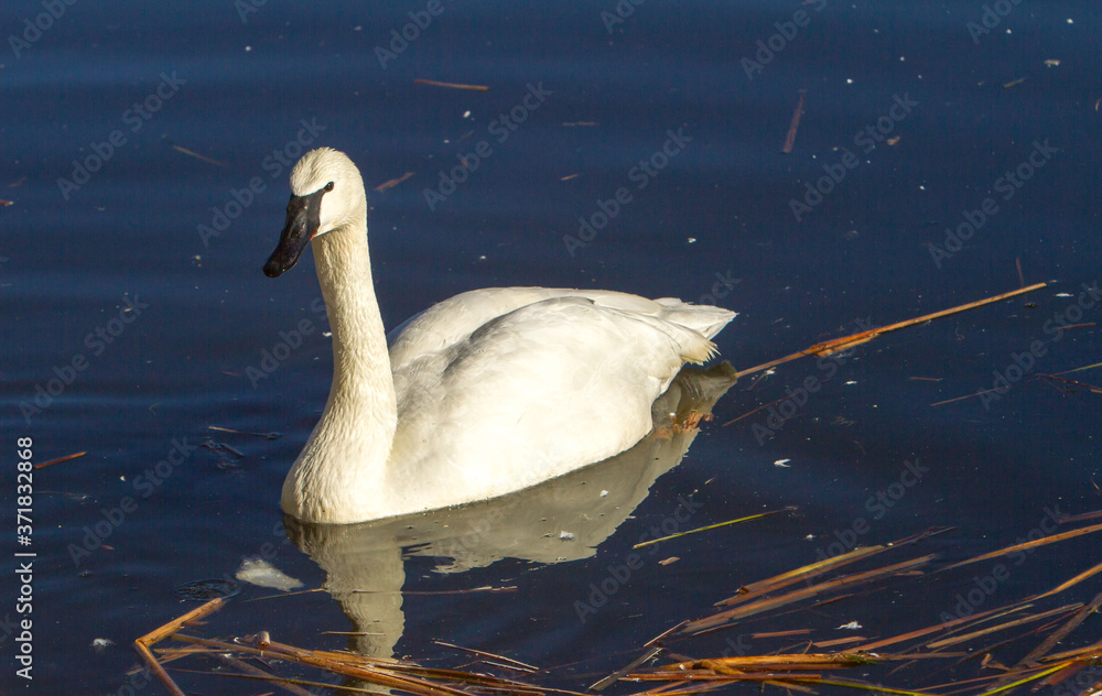 Naklejka premium A trumpeter swan swimming in a river near Sunriver, Oregon.
