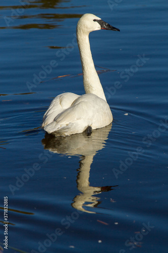 A trumpeter swan swimming in a river near Sunriver  Oregon.