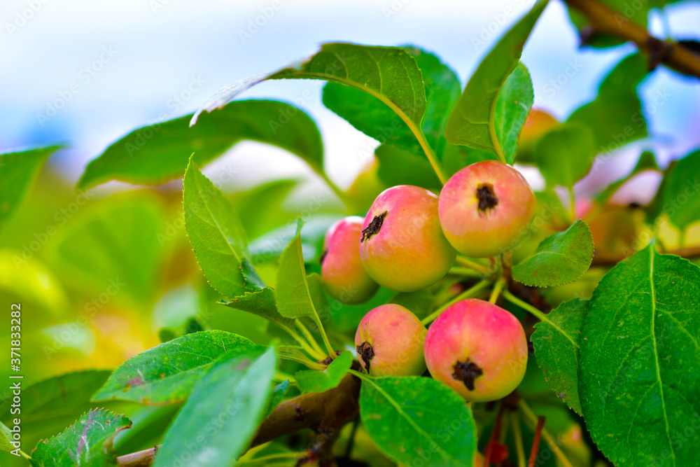 Small wild Apple fruit on the branches of trees Small wild Apple fruit on the branches of trees
