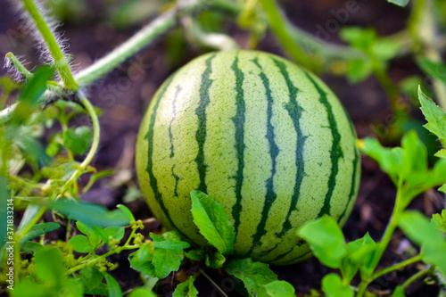 Bright green and beautiful watermelon fruit on melon