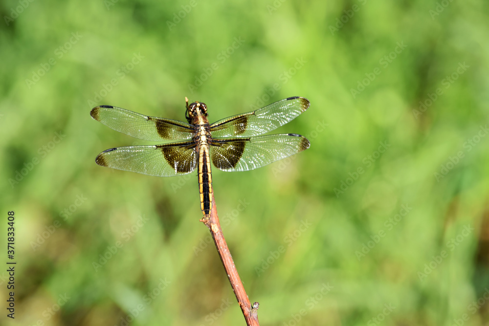 Gold Stripe Dragonfly 01 Gold Stripe Dragonfly 01