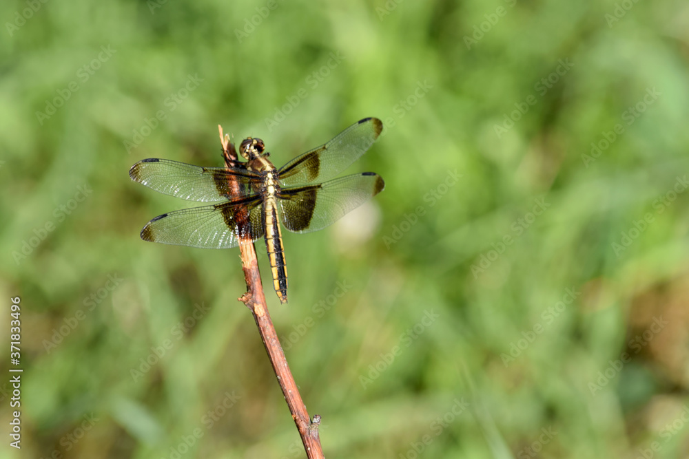 Gold Stripe Dragonfly 03