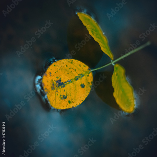 Lonely fallen leaf in a lake. Autumn concept. End of summer