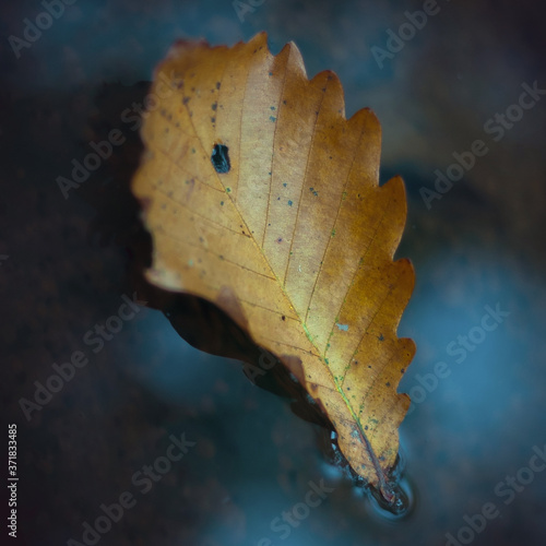 Lonely fallen leaf in a lake. Autumn concept. End of summer