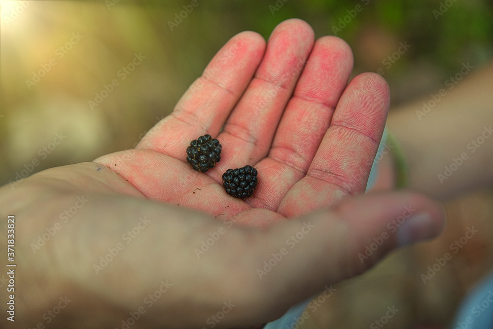 A handful of blackberries held by the hands of a little girl. Collected in an Asturian forest. Tourism during Covid-19 A handful of blackberries held by the hands of a little girl. Collected in an Asturian forest. Tourism during Covid-19